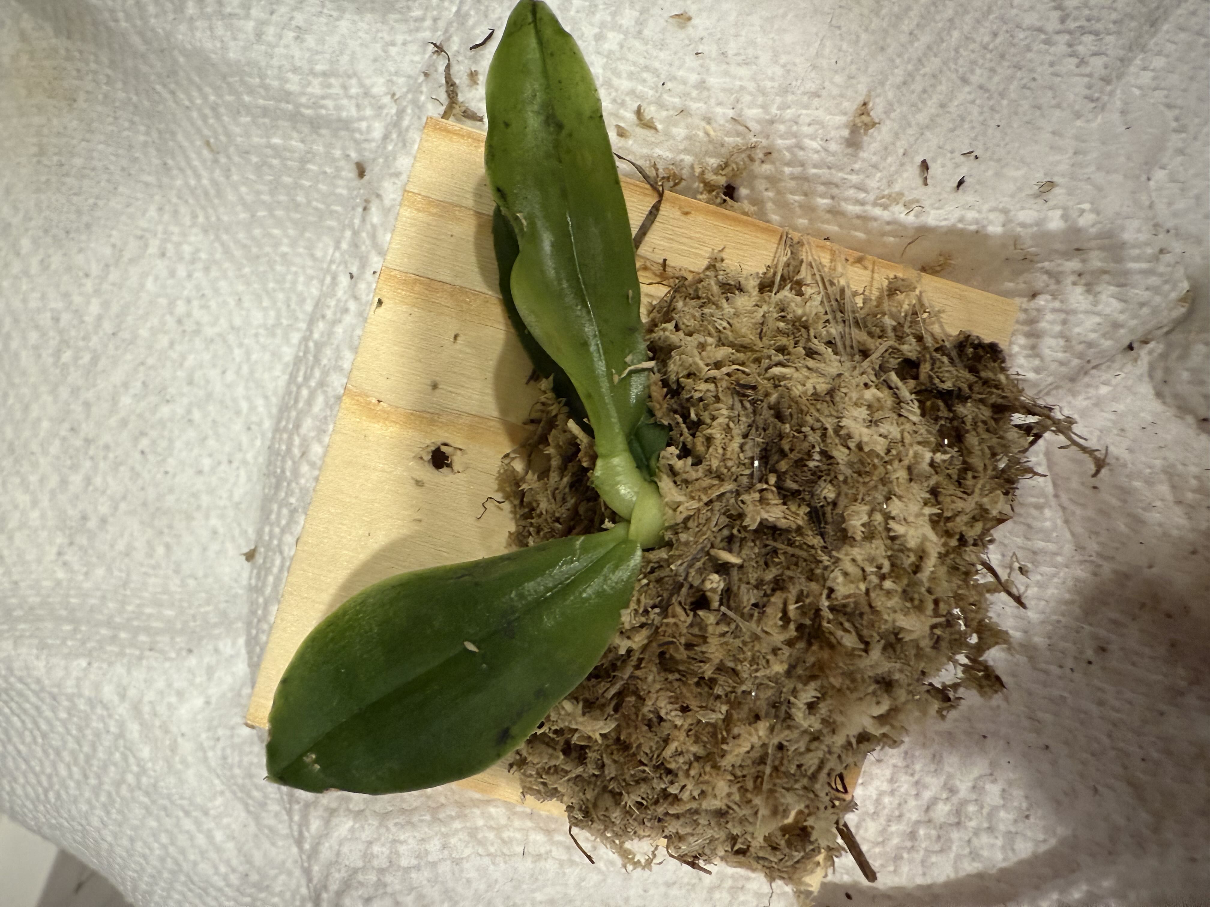Photo from the post