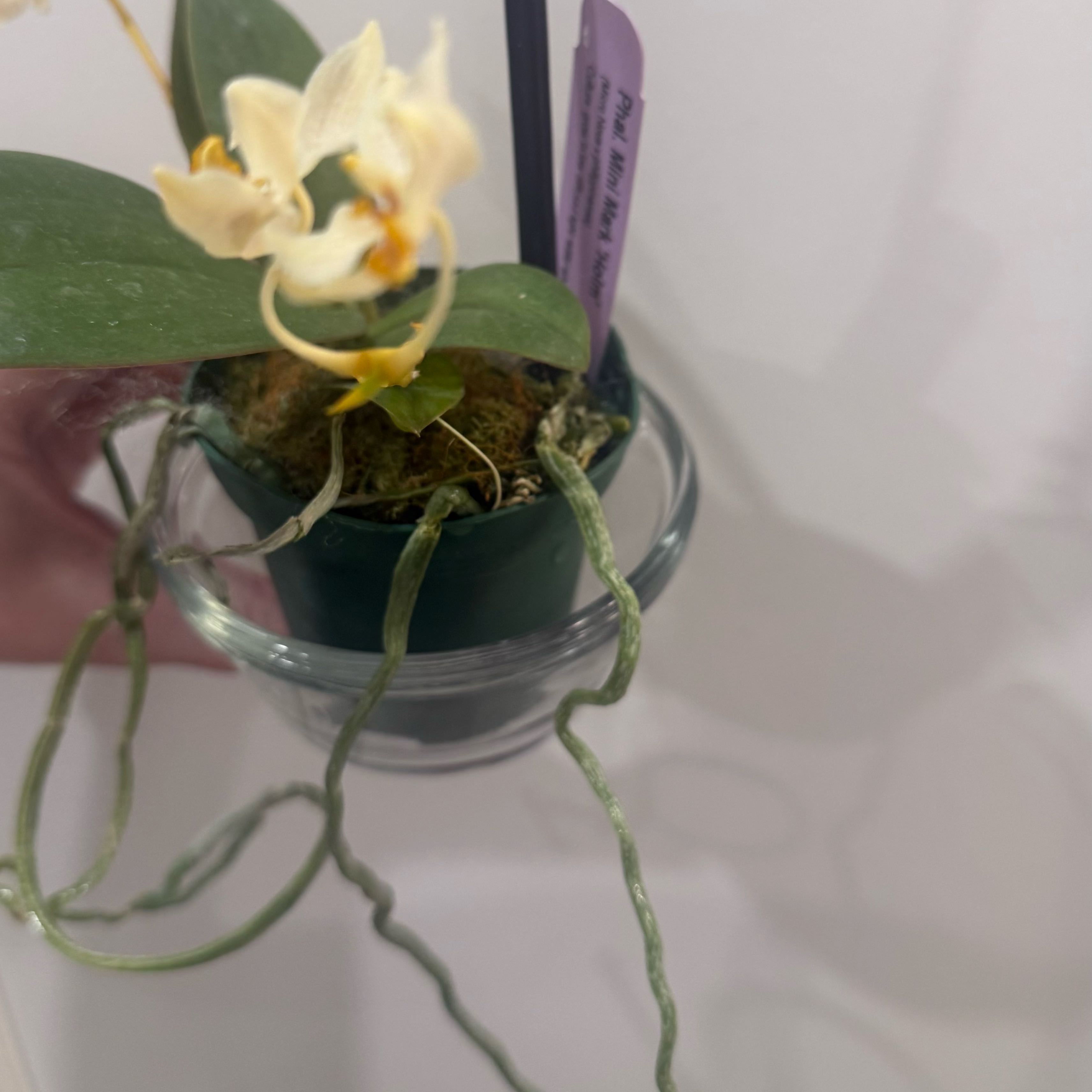 Photo of the plant species Phalaenopsis 'Mini Mark' by @smushface named Thing Wheeee on Greg, the plant care app