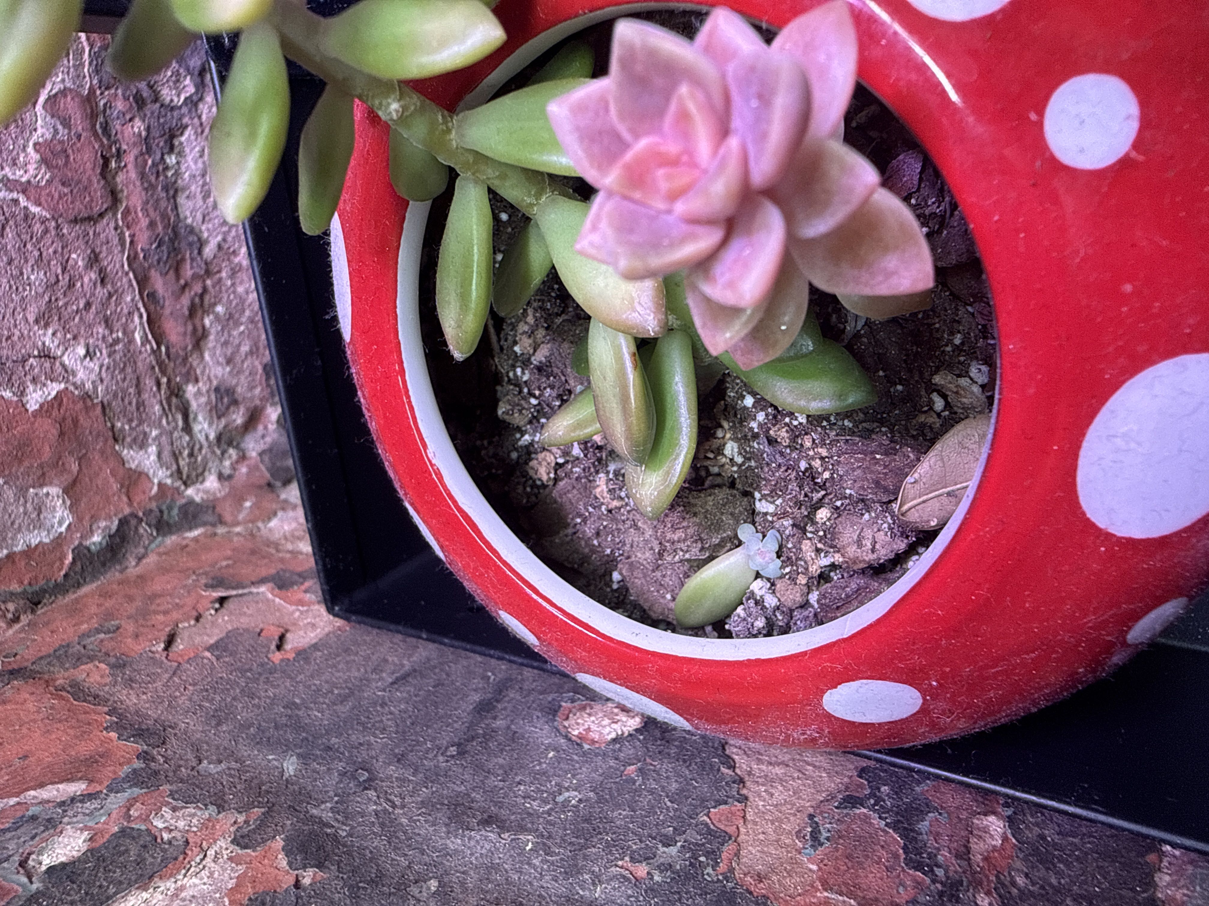 Photo from the post