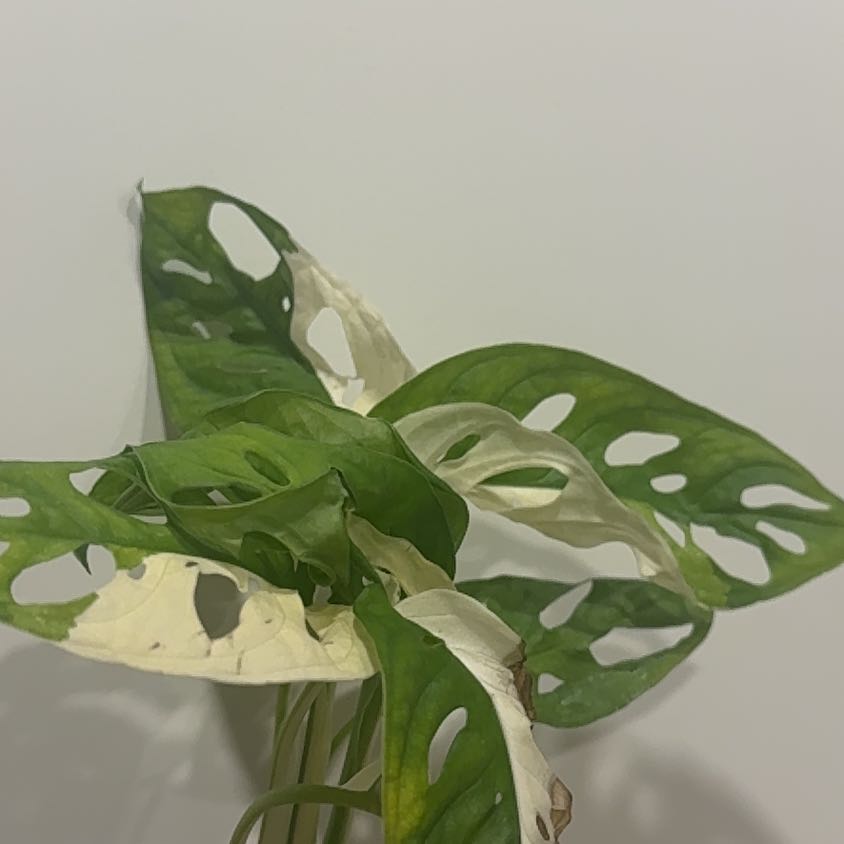 Photo of the plant species Adansonii Albo Var Monstera by @smushface named Voltia Alba on Greg, the plant care app