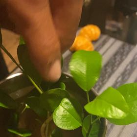 Photo of the plant species Texas Laurel by @LavishTitanarum named Mollie on Greg, the plant care app