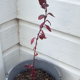 Photo of the plant species Little Ruby by @StackedCamelina named Athena on Greg, the plant care app