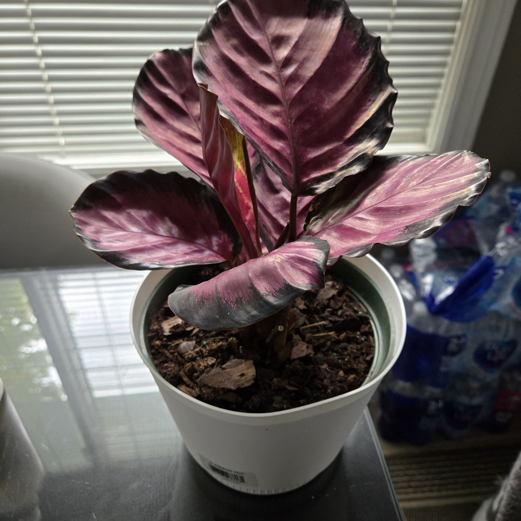 Photo of the plant species Calathea 'Crimson' by @WinGlobethistle named Coco on Greg, the plant care app