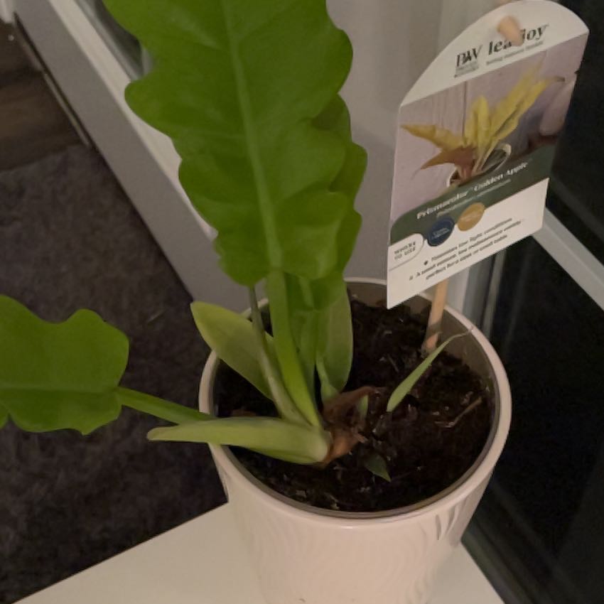 Photo of the plant species Philodendron stenolobum by @ProPurplesword named Gaga on Greg, the plant care app
