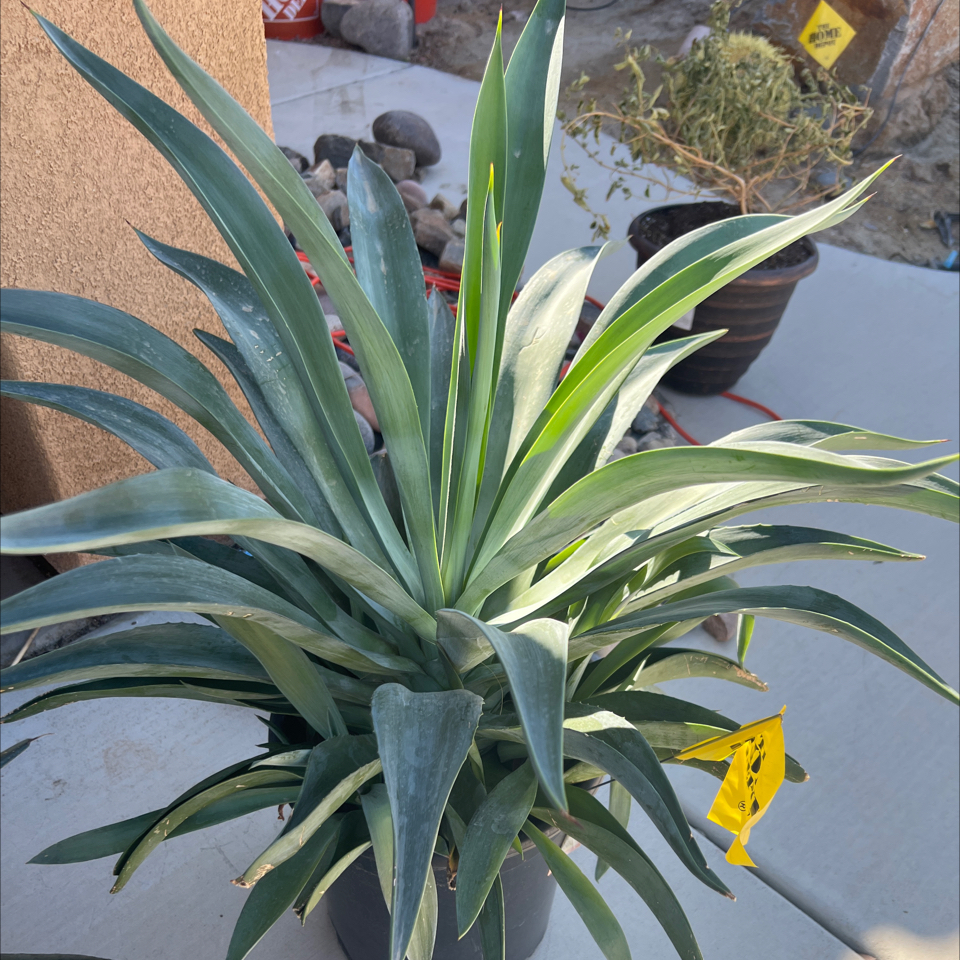 Photo of the plant species King of the Agaves by @HeirPlainsyucca named LiloStitch on Greg, the plant care app