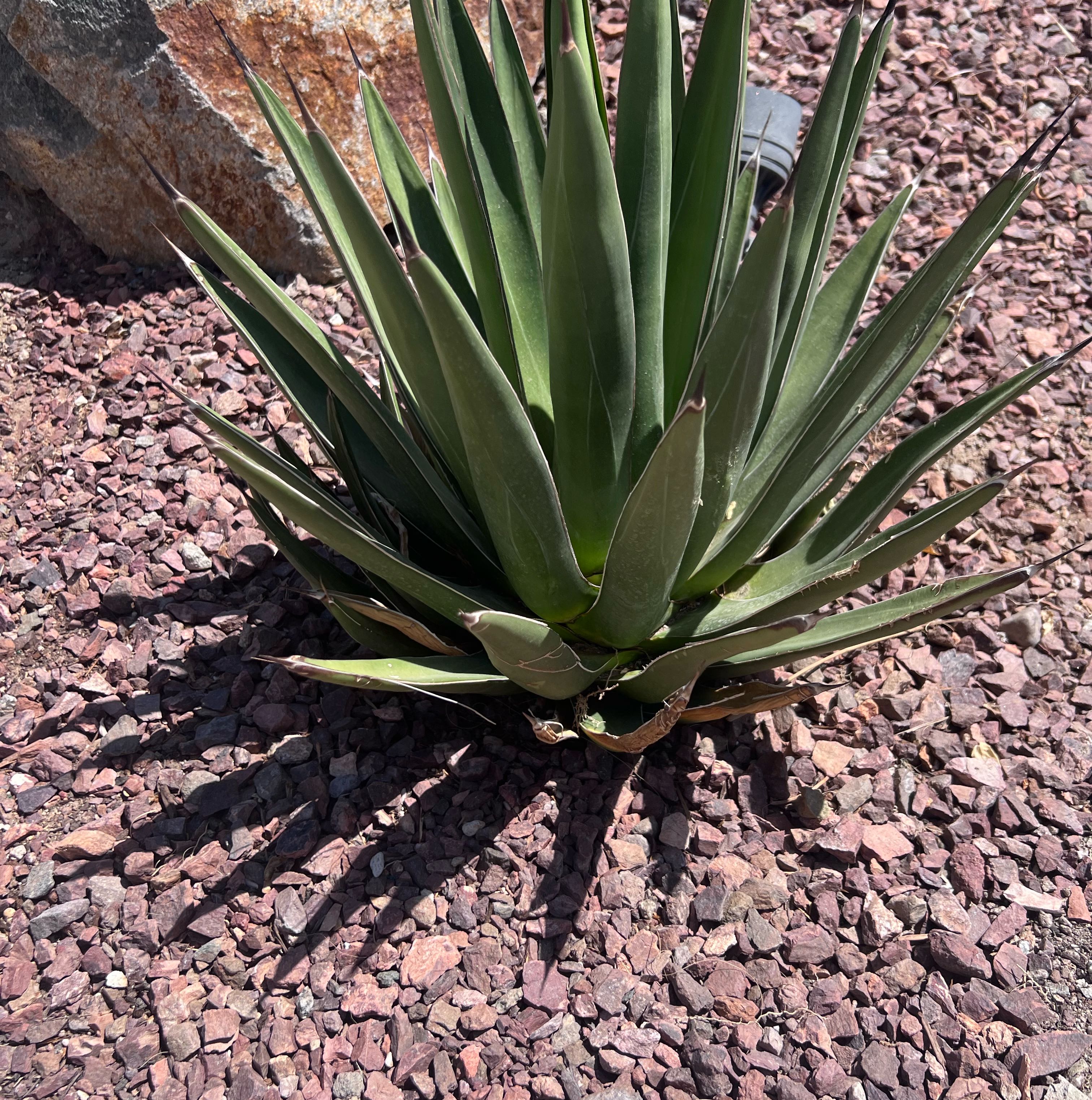 Photo of the plant species Sisal by @HeirPlainsyucca named Leonardo on Greg, the plant care app