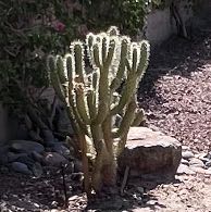 Photo of the plant species Sonoran Jumping Cholla by @HeirPlainsyucca named Captain Plant-it on Greg, the plant care app