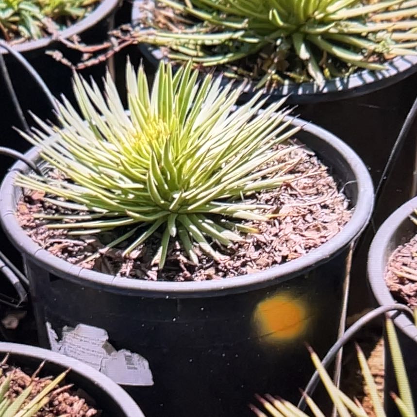 Photo of the plant species Narrow Leaf Century Plant by @HeirPlainsyucca named Maya on Greg, the plant care app