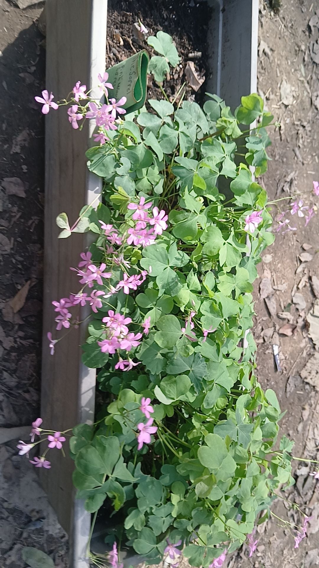 What to Do About Leaves Falling Over on Your Black Shamrock 🍀