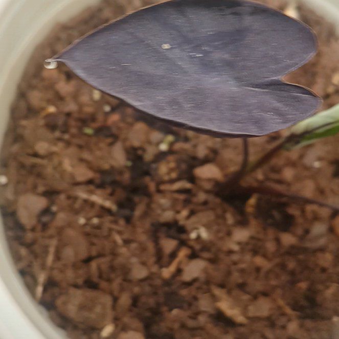 Photo of the plant species Colocasia Black Diamond by @OxalisAddict named Aristotle on Greg, the plant care app