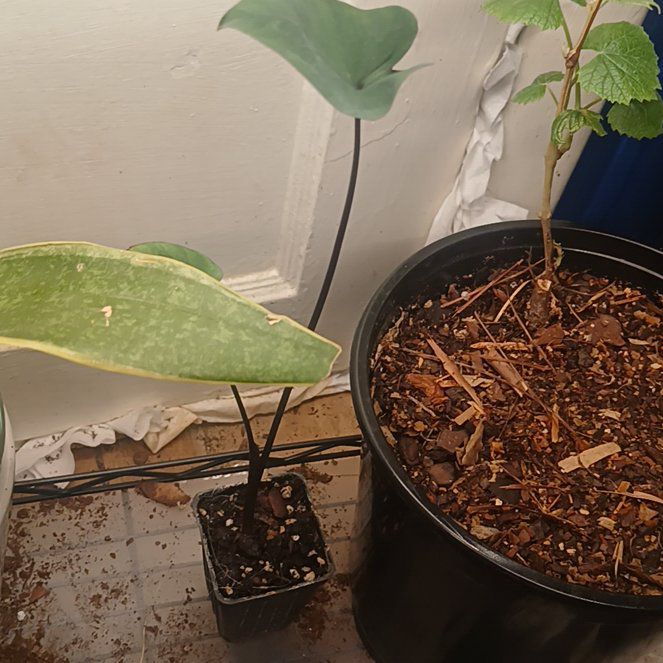 Photo of the plant species Colocasia 'Tea Cup' by @OxalisAddict named Queen on Greg, the plant care app