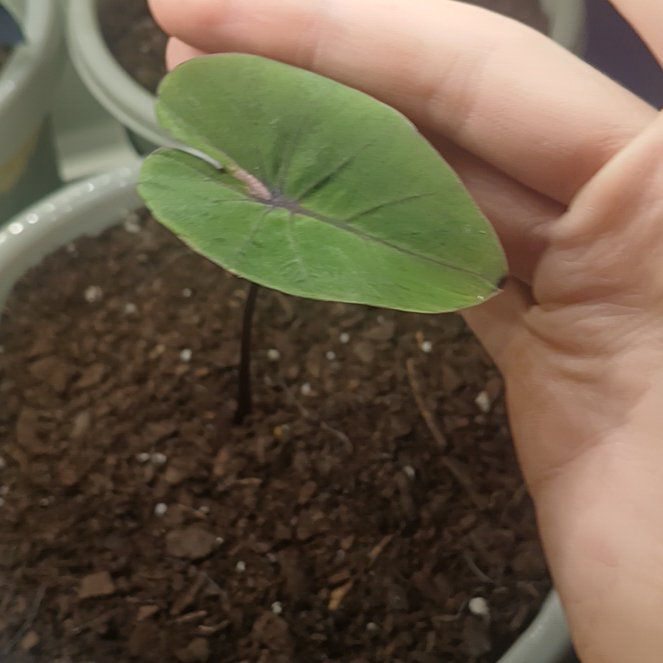 Photo of the plant species Waikiki by @OxalisAddict named Dax on Greg, the plant care app