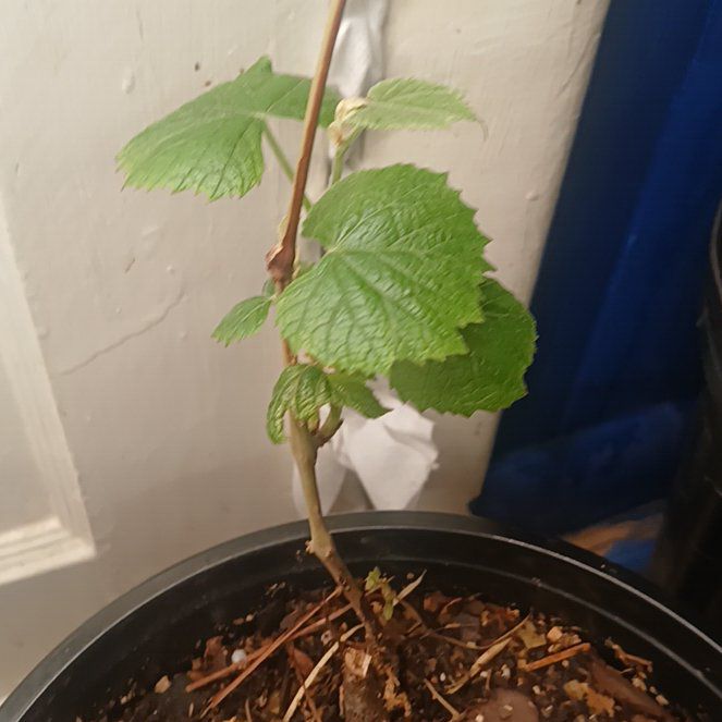 Photo of the plant species Grapevines by @OxalisAddict named Grape on Greg, the plant care app