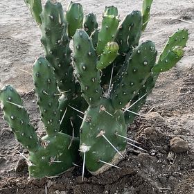 Photo of the plant species Quimilo Prickly Pear by @CleanWhiteghost named Fernie Saunders on Greg, the plant care app