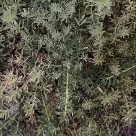 Photo of the plant species Dwarf Native-Myrtle by @RoundGooseberry named Girlfrond on Greg, the plant care app