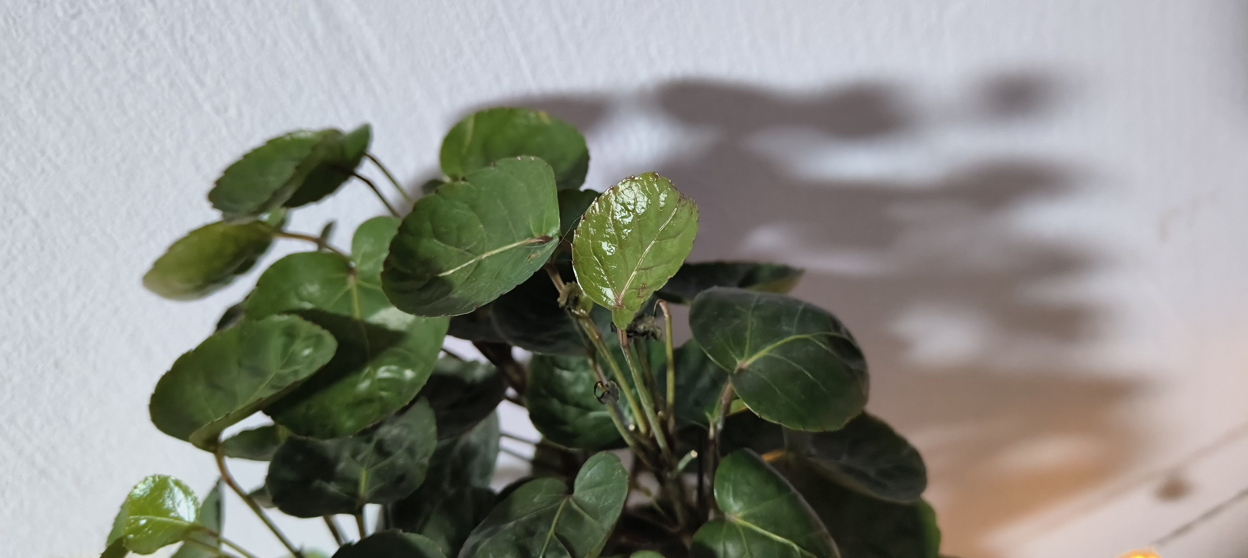 Photo of the plant species Shield Aralia by @yunomaya named Cleopatra on Greg, the plant care app