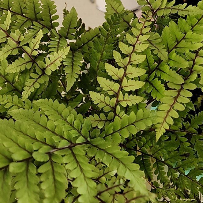 Photo of the plant species Eared Lady fern by @AgileAnchistea named Lavender on Greg, the plant care app