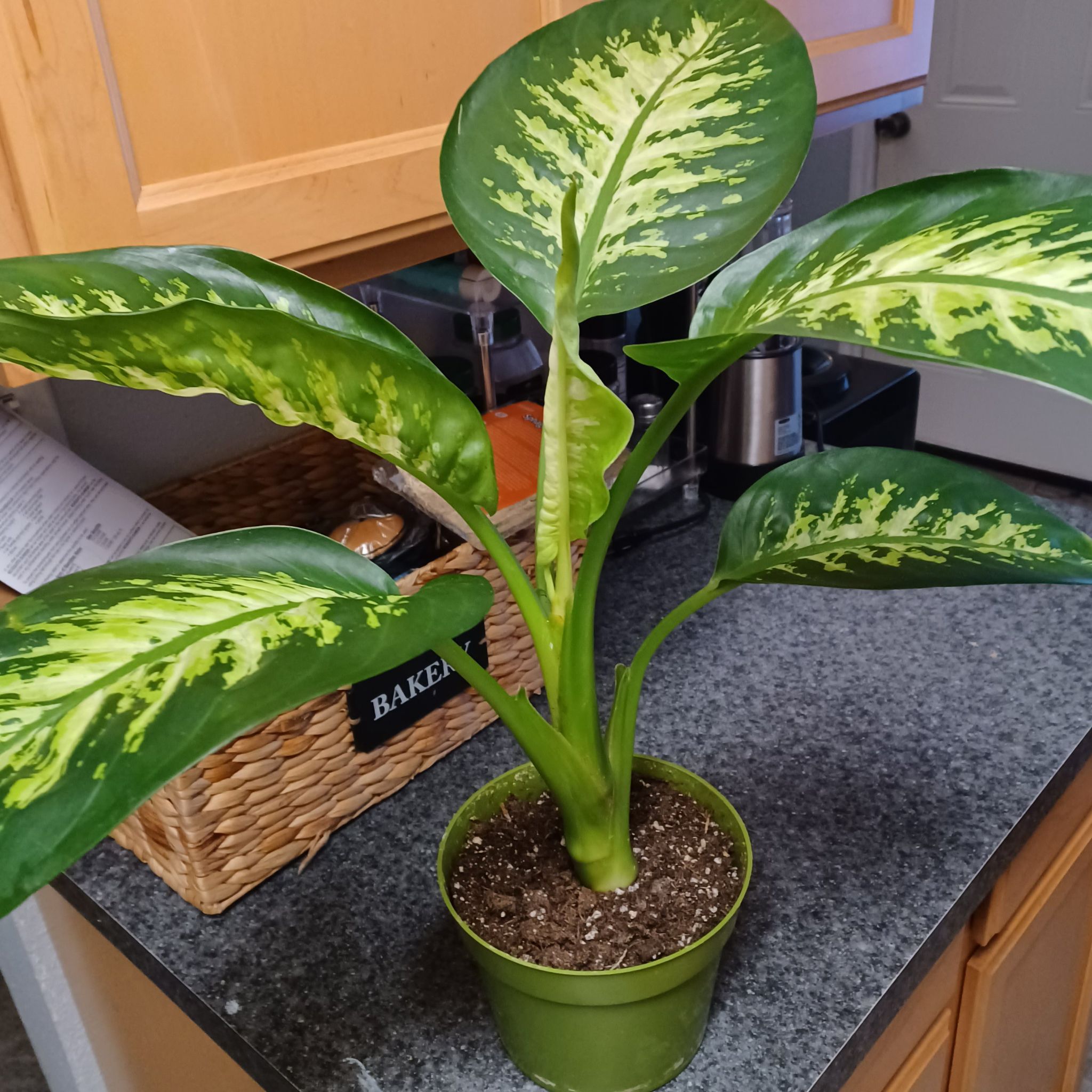 Photo of the plant species Dumb Cane by @YesCanebluestem named Denali on Greg, the plant care app