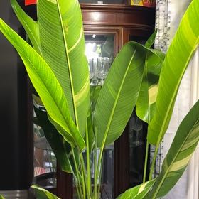 Photo of the plant species Varigated Nickeriensis by @Prow94 named Morgan Treeman on Greg, the plant care app