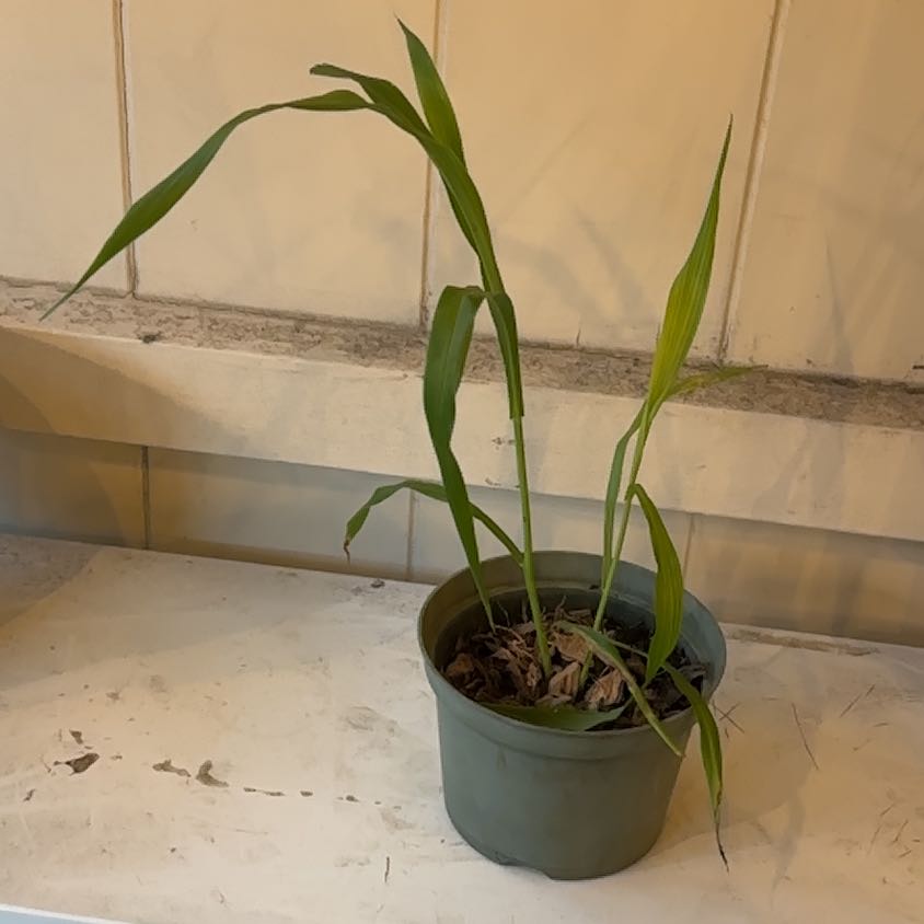 Photo of the plant species Job's Tears by @HolyYellowbirch named Conta de Lágrimas on Greg, the plant care app