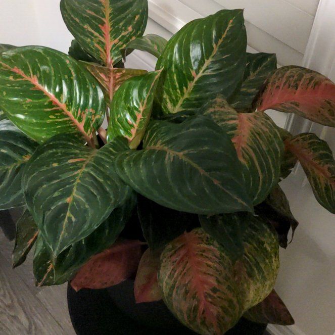 Photo of the plant species Jingao Red Chinese Evergreen by @GivingBluegrama named Beyonce on Greg, the plant care app