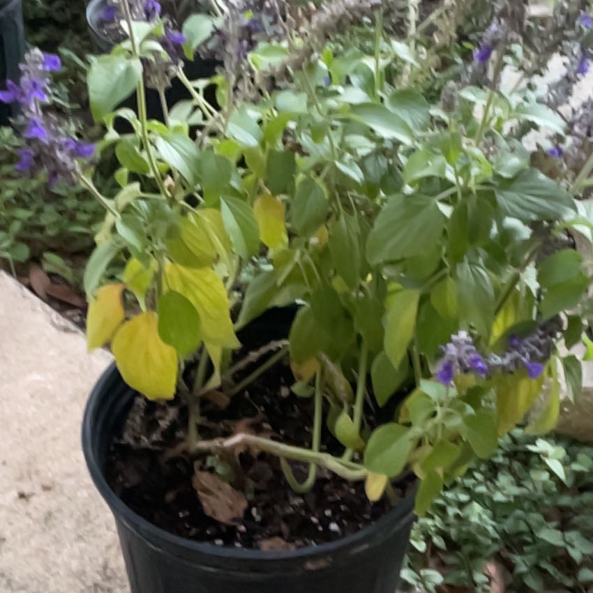 Photo of the plant species Sage by @BusyPurpletorch named Tupot amaroot on Greg, the plant care app