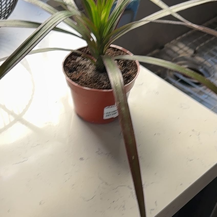 Photo of the plant species Dragon Tree by Shannon named Greenarys on Greg, the plant care app