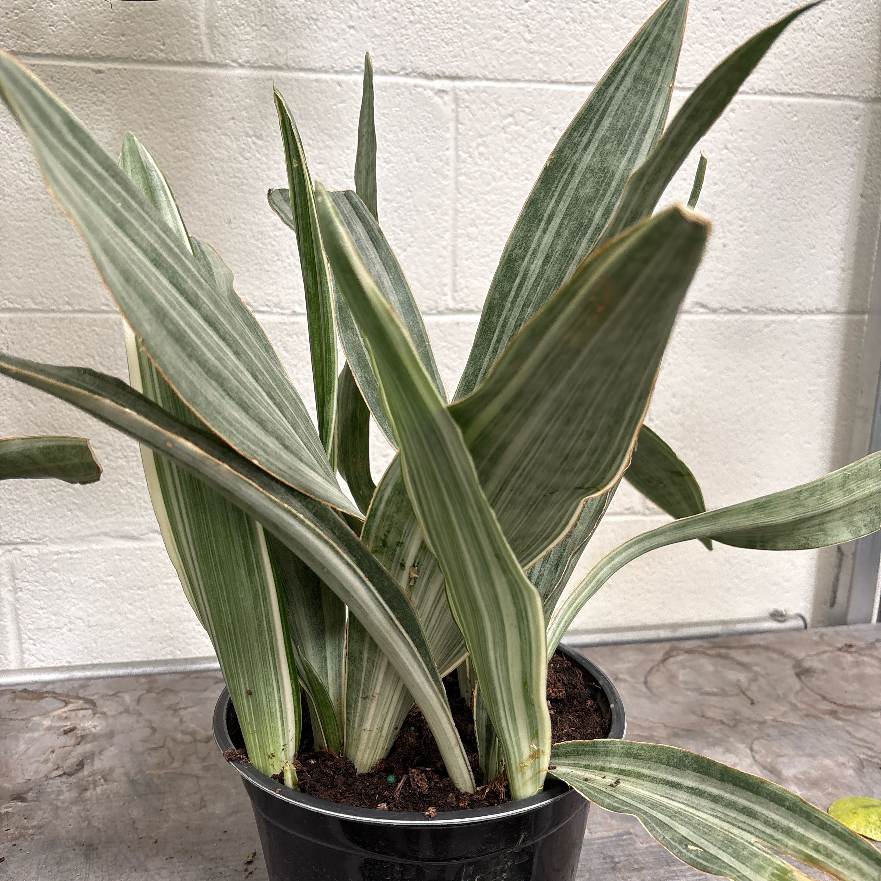 Photo of the plant species Metallica Snake Plant by Shannon named Metallica on Greg, the plant care app