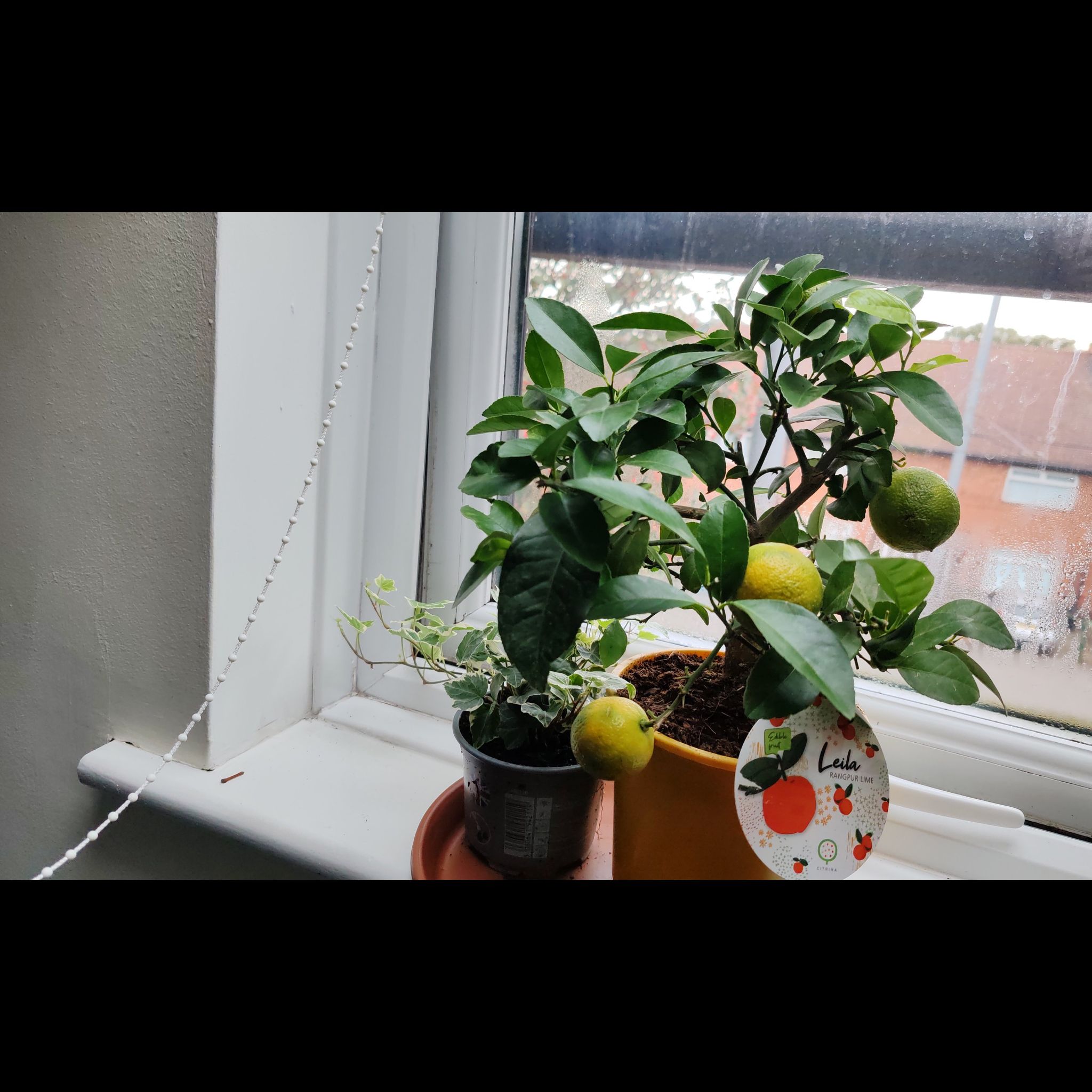 Photo of the plant species Rangpur Lime by @GodlyFriarscowl named Fernie Mac on Greg, the plant care app