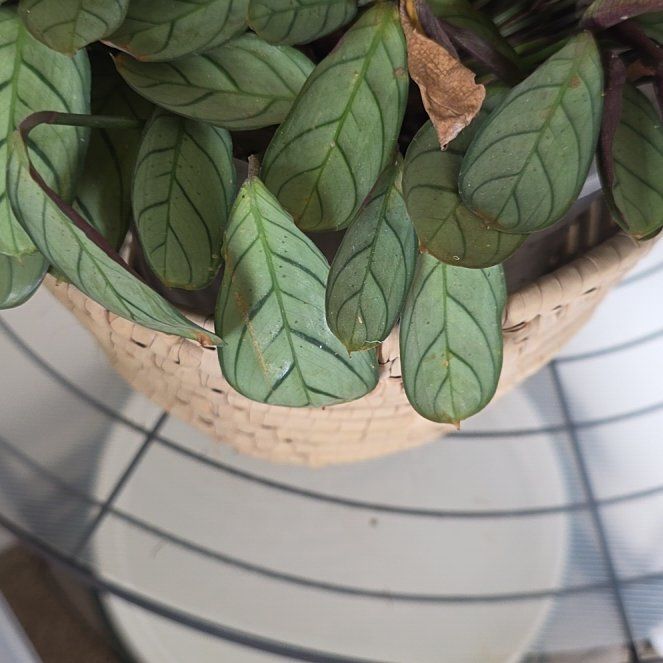 Photo of the plant species Ctenanthe amagris by @PeachySedeveria named Kendall on Greg, the plant care app