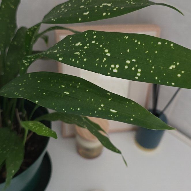 Photo of the plant species Spotted Cast Iron Plant by @PeachySedeveria named Aristotle on Greg, the plant care app