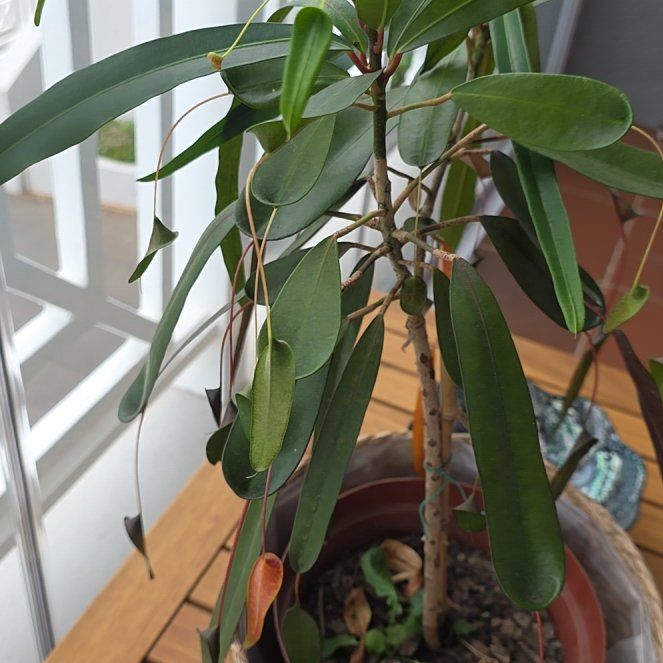 Photo of the plant species Mother and Daughter Croton by @PeachySedeveria named Bigleef Smalls on Greg, the plant care app