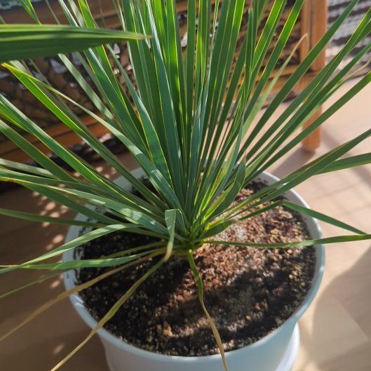 Photo of the plant species Beaked Yucca by @EloquentTaraire named Tree Diddy on Greg, the plant care app