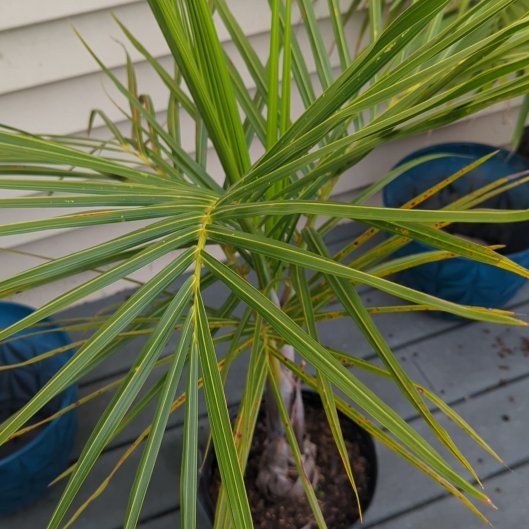 Photo of the plant species Palm by @EloquentTaraire named Hamilton on Greg, the plant care app