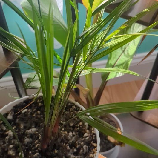 Photo of the plant species Triangle Palm by @EloquentTaraire named Marley on Greg, the plant care app