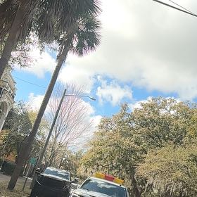 Photo of the plant species Blue Palmetto by @AlwaysRainbow named Harper on Greg, the plant care app