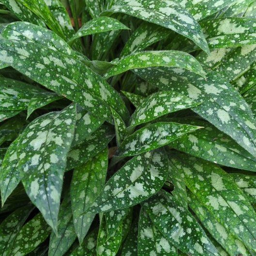 Photo of the plant species Narrow-Leaf Lungwort by @GodlyScotchmoss named Spike Leaves on Greg, the plant care app