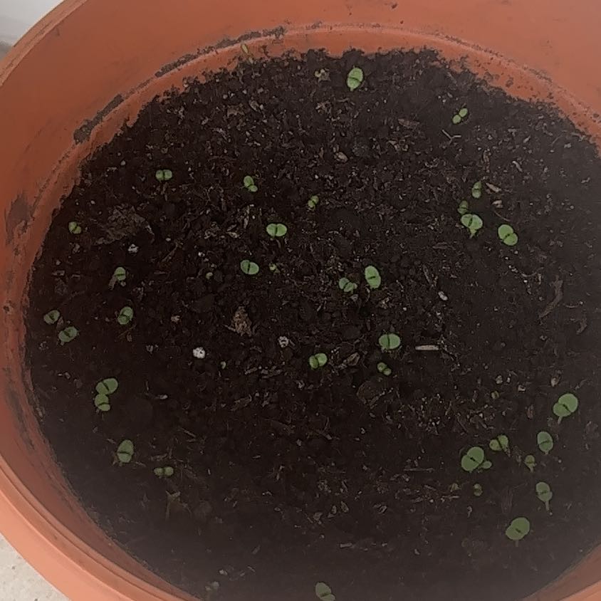 Photo of the plant species Amazen Basil by @SirTurkeytail named Rosa on Greg, the plant care app
