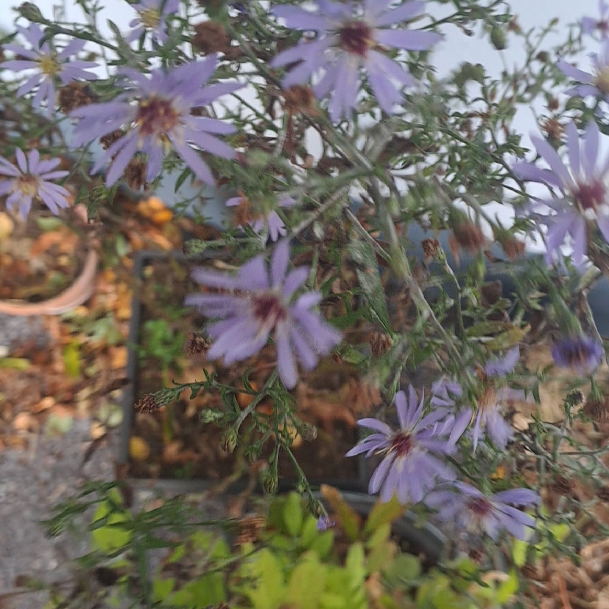 Photo of the plant species Garden Aster by @MarkedMugwort named Kylie on Greg, the plant care app