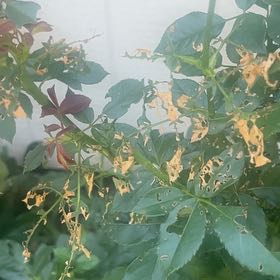Photo of the plant species Mile-a-Minute Vine by @SwiftPawpaw47 named Homer on Greg, the plant care app