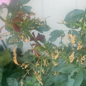 Photo of the plant species Mile-a-Minute Vine by @SwiftPawpaw47 named Hamilton on Greg, the plant care app