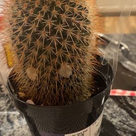 Photo of the plant species Mixed genus cacti by @SaviorPaleflax named Sir Plancelot on Greg, the plant care app