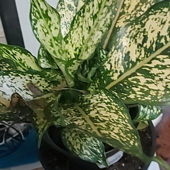 Photo of the plant species Pink Princess Aglaonema by @Hoyaimbricata named Walt on Greg, the plant care app