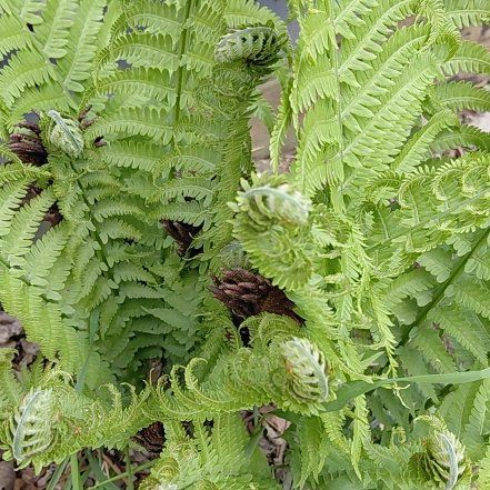 Photo of the plant species Matteuccia by @Hoyaimbricata named Curie on Greg, the plant care app