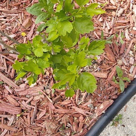 Photo of the plant species Korean Hibiscus by @Hoyaimbricata named Mollie on Greg, the plant care app