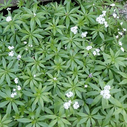 Photo of the plant species Woodruff by @Hoyaimbricata named Austen on Greg, the plant care app