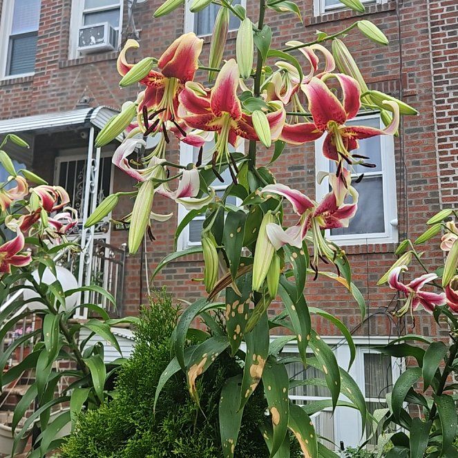 Photo of the plant species Tiger Lily by @WillStarcactus named Naomi on Greg, the plant care app