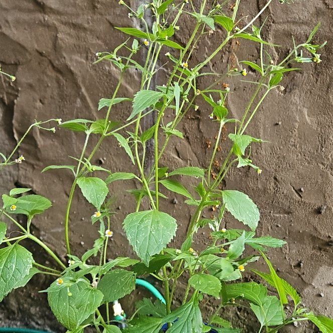 Photo of the plant species Hairy Galinsoga by @WillStarcactus named Demi on Greg, the plant care app