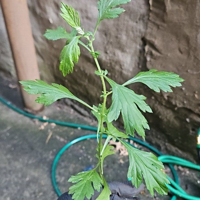 Photo of the plant species Mugwort by @WillStarcactus named McKinley on Greg, the plant care app