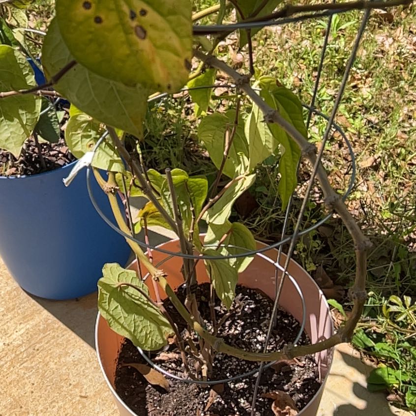 Photo of the plant species Betel by @CozyGardencress named Bieber on Greg, the plant care app